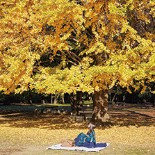 「都立公園・庭園や隅田川で撮影した秋の景色の写真」
