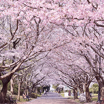 「都立公園・庭園・隅田川でたのしむ春」