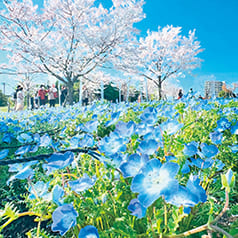 「都立公園・庭園・隅田川でたのしむ春」