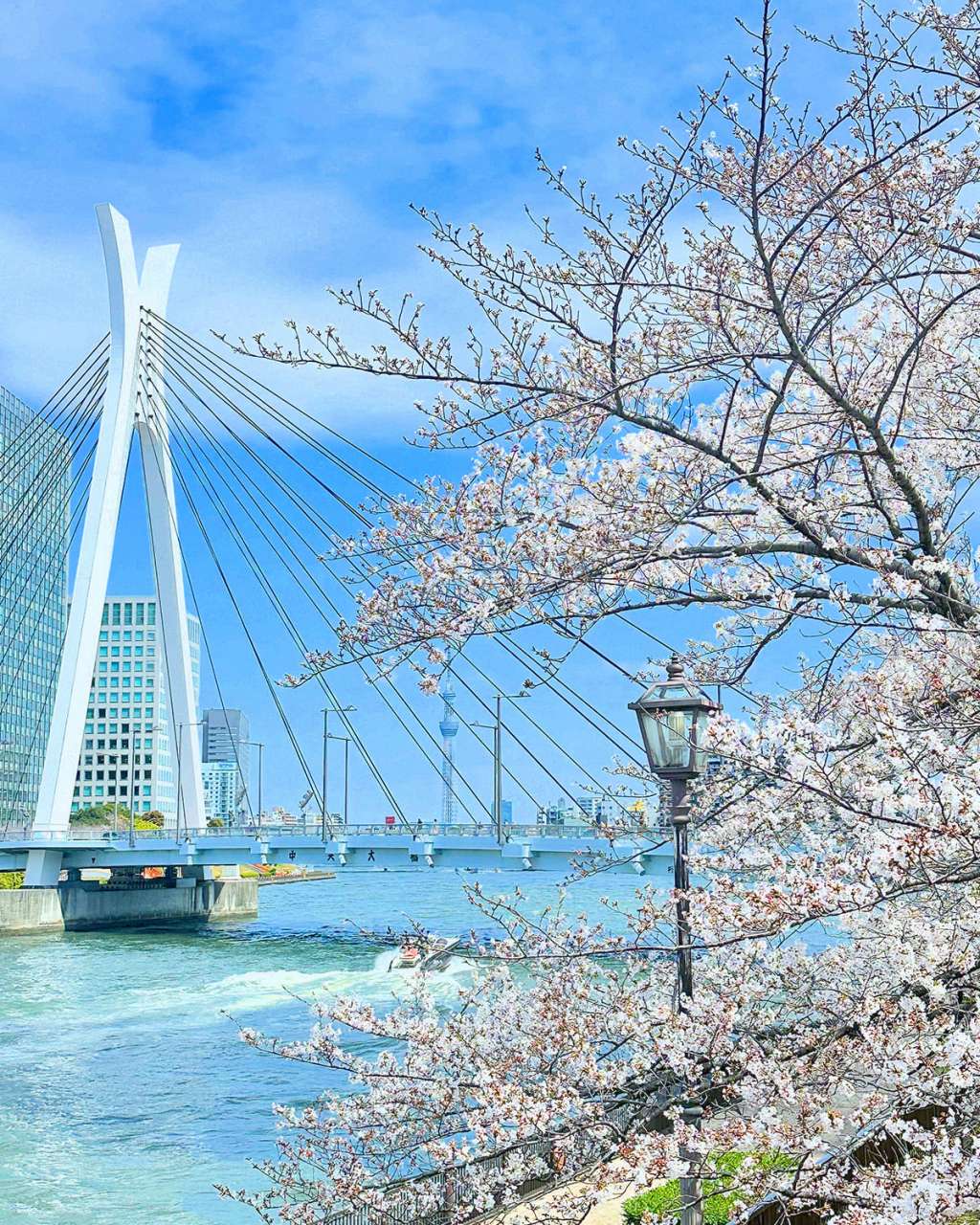 隅田川　中央大橋