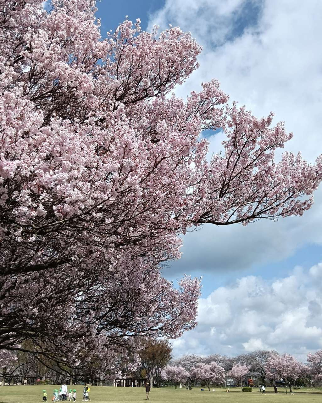 東村山中央公園