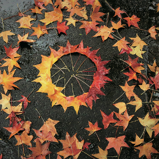 東京都立公園・庭園で撮影した「紅葉のある風景」写真