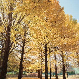 東京都立公園・庭園で撮影した「紅葉のある風景」写真