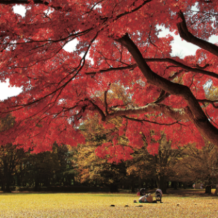 東京都立公園・庭園で撮影した「紅葉のある風景」写真
