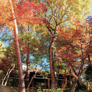 東京都立公園・庭園で撮影した「紅葉のある風景」写真