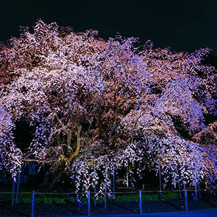 東京都立公園・庭園で撮影した「桜のある風景」写真
