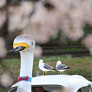 東京都立公園・庭園で撮影した「桜のある風景」写真