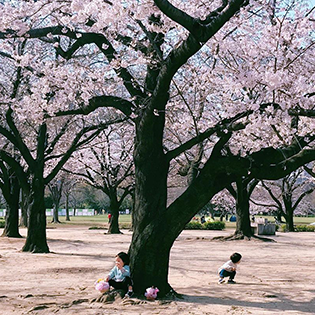 東京都立公園・庭園で撮影した「桜のある風景」写真