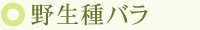 野生種バラ