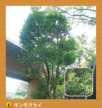 3.キンモクセイ