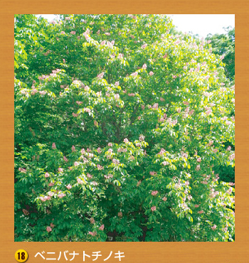 18.ベニバナトチノキ