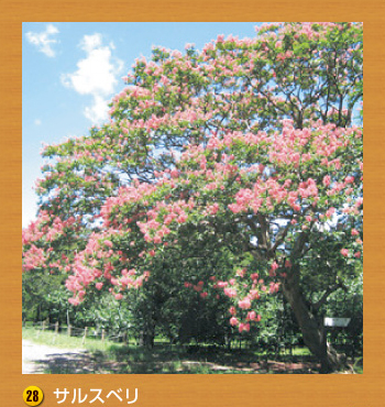28.サルスベリ