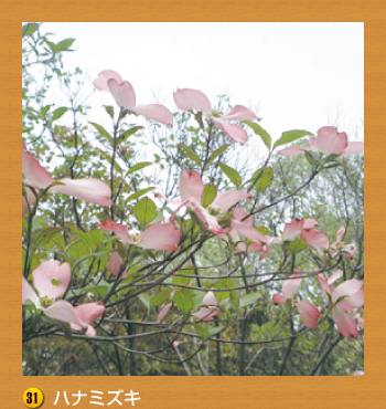 31.ハナミズキ