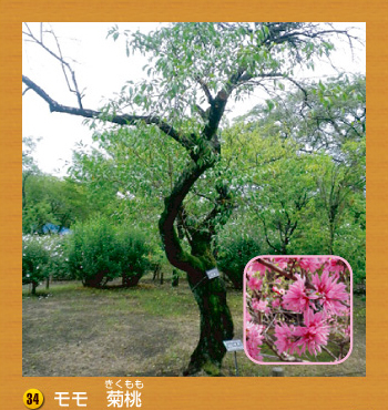 34.モモ　菊桃（きくもも）
