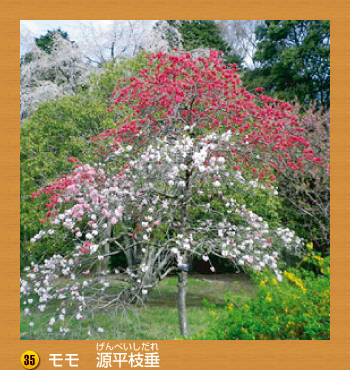 35.モモ　源平枝垂（げんぺいしだれ）