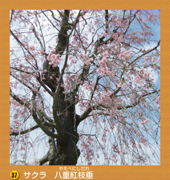 37.サクラ　八重紅枝垂（やえべにしだれ）
