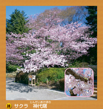 39.サクラ　神代曙（じんだいあけぼの）