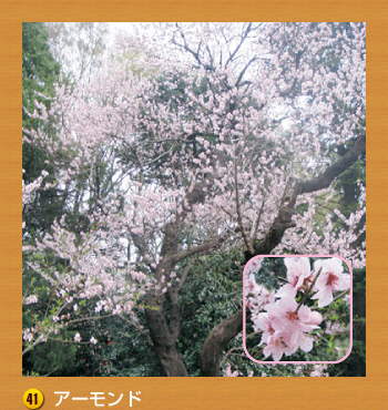 41.アーモンド