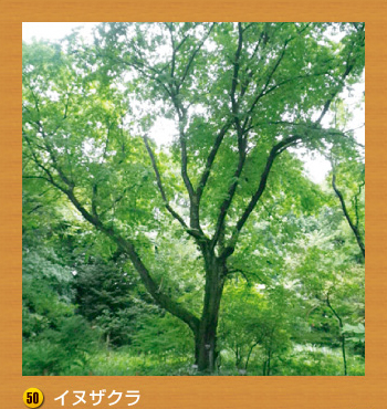50.イヌザクラ