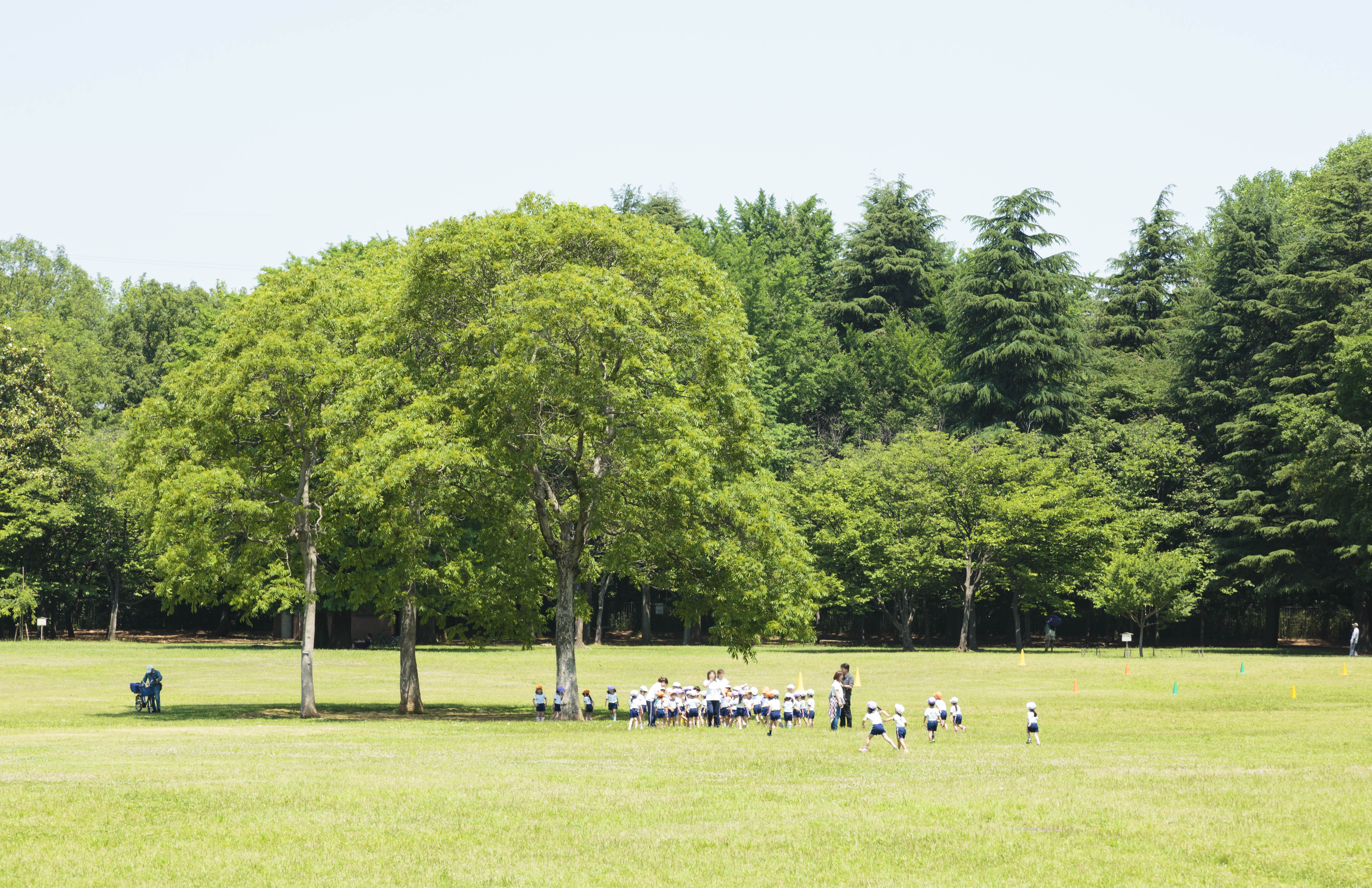 小金井公園 並木道