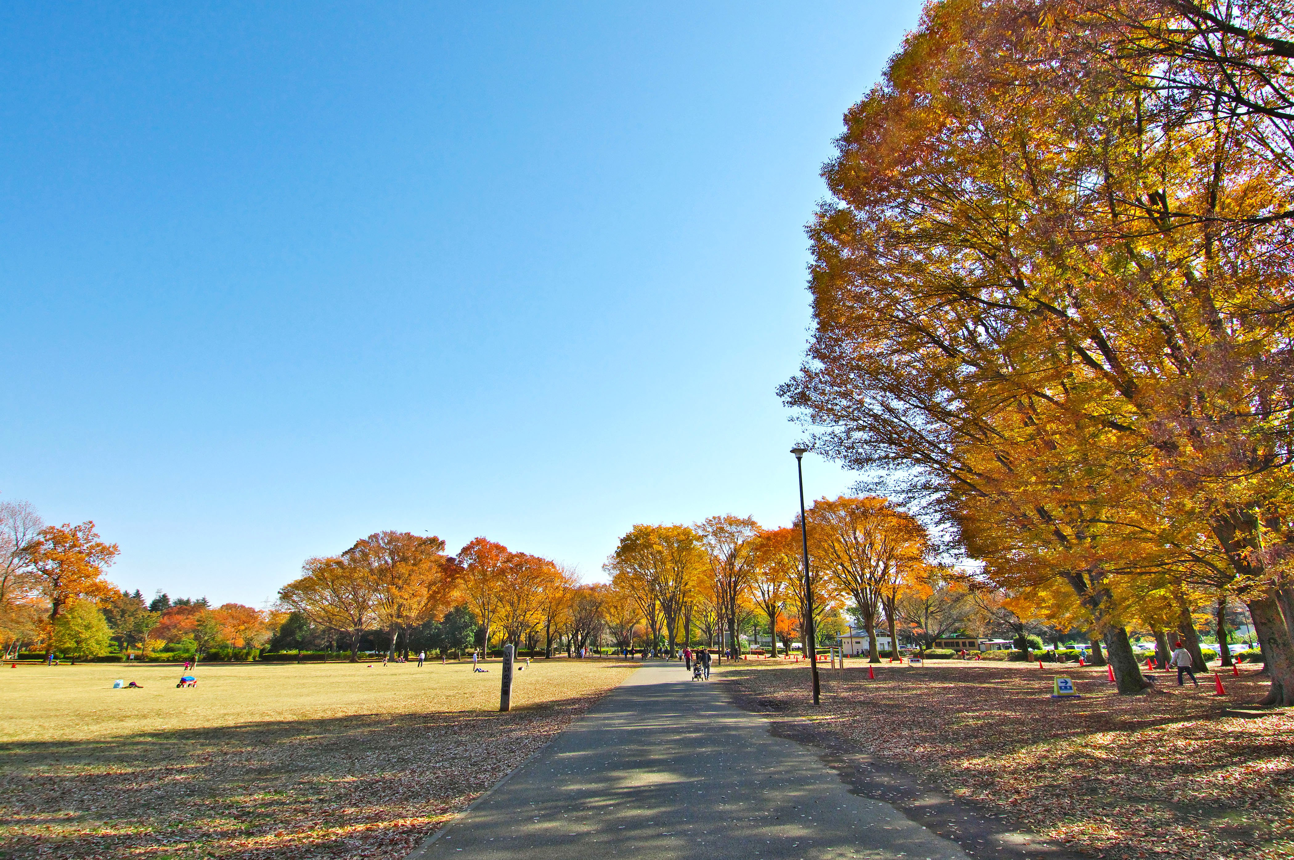 小金井公園 つつじ山広場