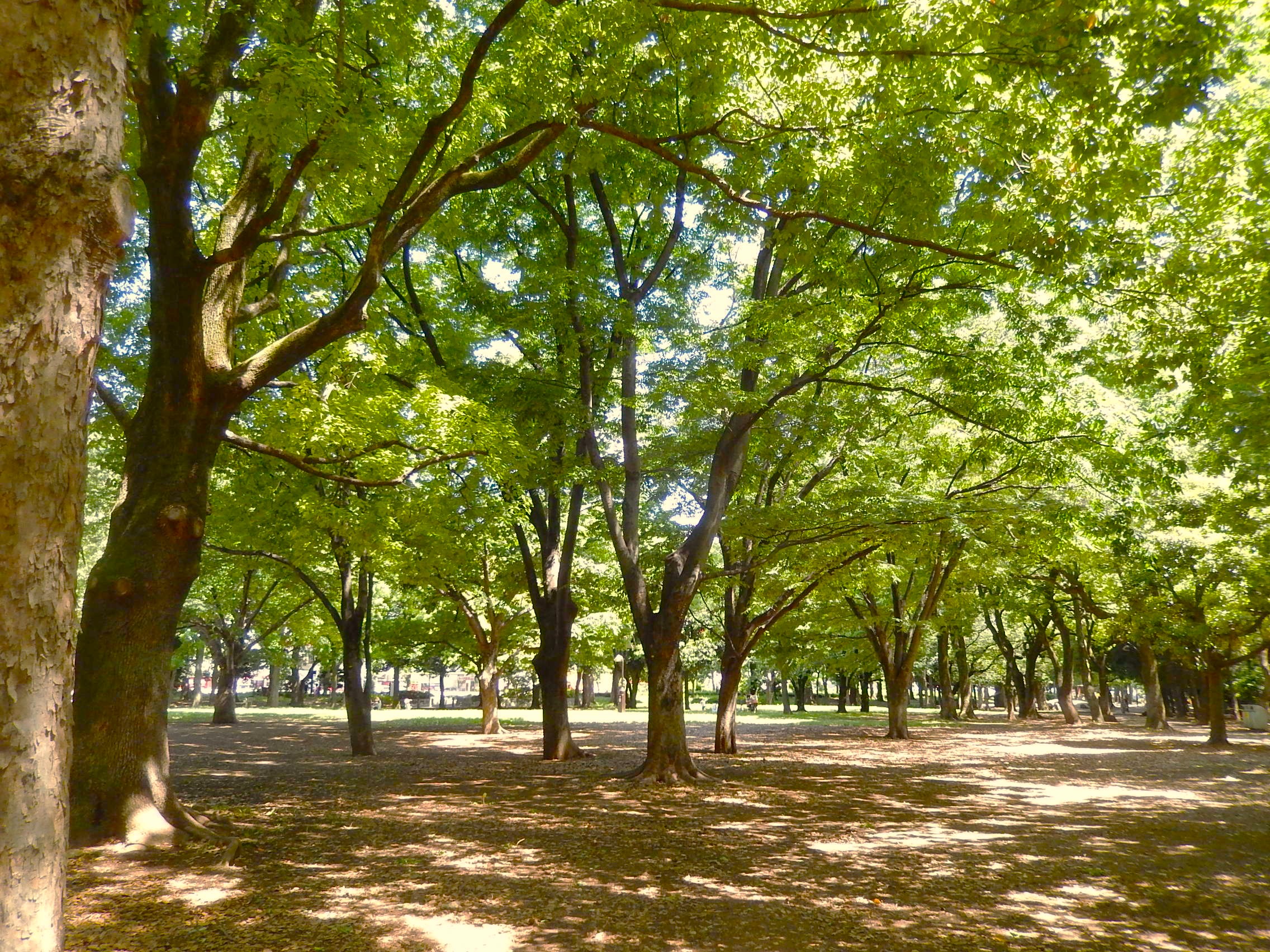 蘆花恒春園 林