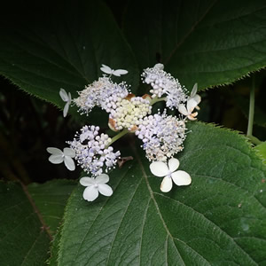 植物
