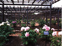 Jardin de paeonia suffruticosa et champs de fleurs
