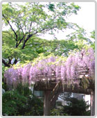 Hama-rikyu Gardens