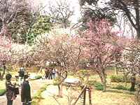 Bairin, un bois d'abricotiers du Japon