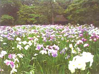 Iris ensata