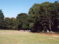 Le jardin
